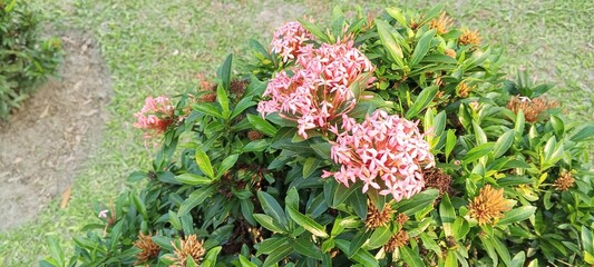 Cluster of Soft Pink  Flowers Blooming in a Sunny Garden