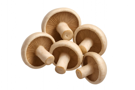 Fresh and organic mushrooms for healthy cooking, great source of vitamin D and nutrients