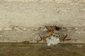Paper wasps building nest on rough wall surface, macro close-up.