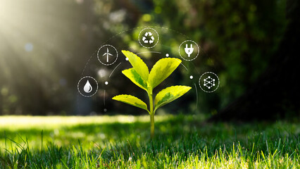 Green growing plant, ecology concept