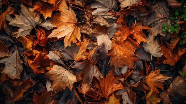 Natural background with maple leaves on ground, perfect for autumn-themed designs, social media, and print materials.