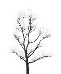 Fototapeta premium Frosted pine branches against black isolated on a transparent background