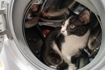 Curious domestic cat sitting inside the drum of a washing machine, playful pet exploring household...