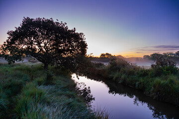 Solitary Tree by the River at Misty Dawn, Itchenor, West Sussex, UK