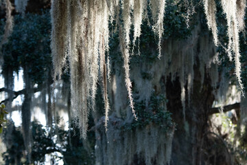 Spanish Moss in Live Oak Tree