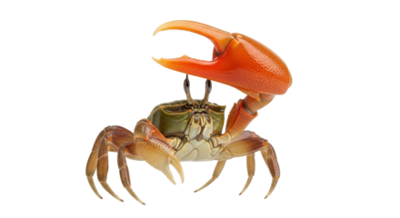Isolated fiddler crab with large claw in a defensive posture, a crustacean on its own, alone
