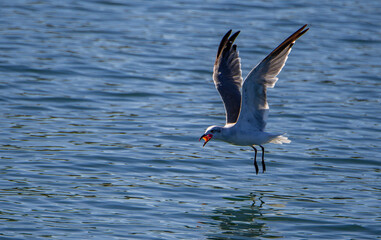 seagull in flight