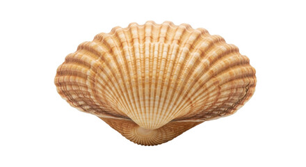 Isolated close-up of a large scallop shell with ridges in warm tan and brown tones, sea life