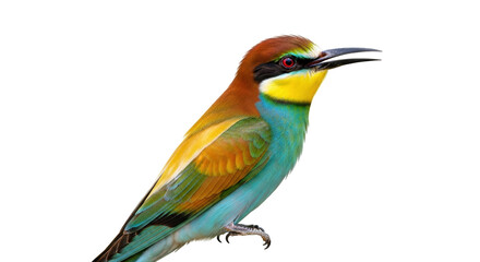 Isolated European Bee-eater perched, vibrant plumage, colorful bird, avian wildlife beauty