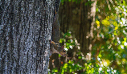 squirrel on a tree