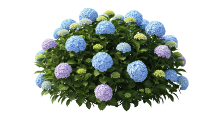 Isolated hydrangea shrub with blue and purple flowers, natural decoration for landscape designs