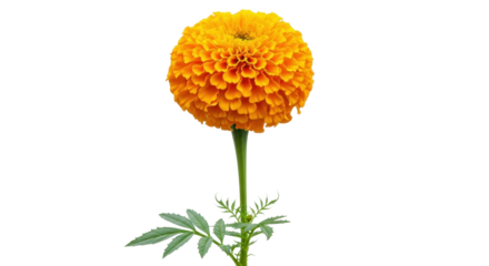 Isolated single marigold flower on stem, vibrant orange petals, healthy green leaves