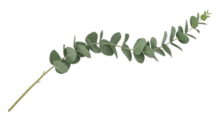 Isolated Eucalyptus branch with round leaves, evergreen foliage, aromatic plant, herbal decor © Sylas