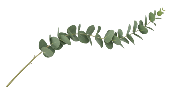Isolated Eucalyptus branch with round leaves, evergreen foliage, aromatic plant, herbal decor