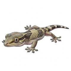 Naklejka premium A detailed scientific illustration of a gecko with large eyes and a black and white striped tail on a plain white background.