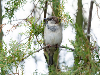 House Sparrow sitting on a thuja branch
