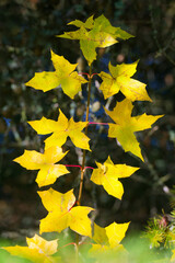 Frost-bitten mapple leaves.