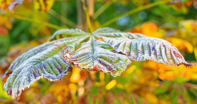 Frost-bitten leaves of a horse-chestnut.