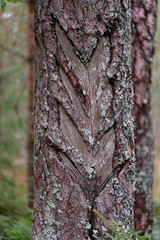 Scar on a pine stem.