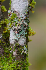 Stem of tree, covered with lichens and moss.