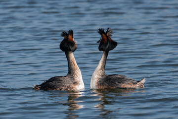 Two adult great grebes (Podiceps cristatus) performing a synchronized dance on the water