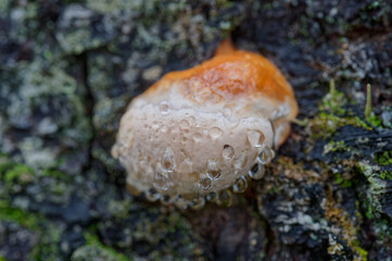 Mushroom and water drops.