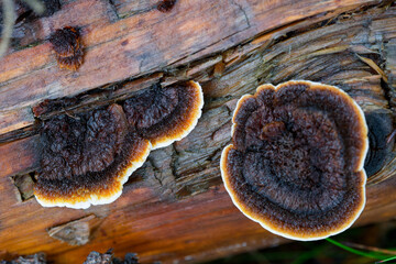 Mushroom growing on a dead stem of pine.