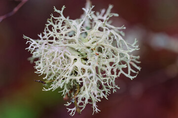 A lichen hanging on a tree.