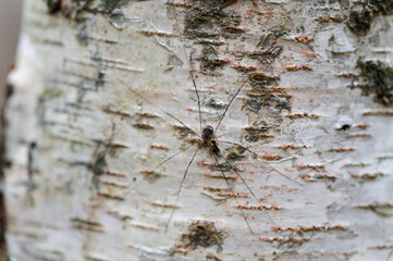 A harvestmen on white stem of birch.