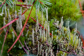 Autumn in the forest.