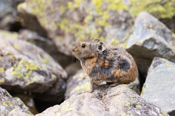 A pika sits on a large rock. Close-up. Altai