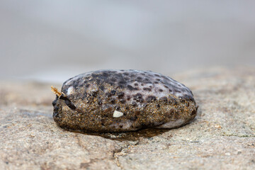 Sea cucumber lying on the sand close-up