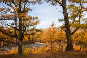 Autumn landscape with trees and a river. Buryatia, Russia