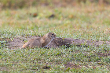 A gopher sits near a hole. Close-up.