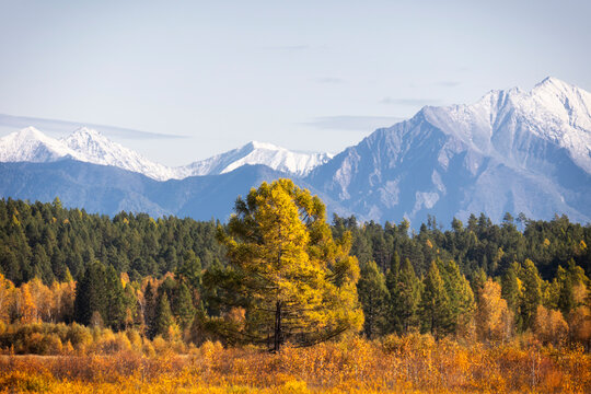 A beautiful autumn forest with bright yellow larches against a backdrop of snow-capped mountains. Tunka Valley. Buryatia, Russia. - Powered by Adobe