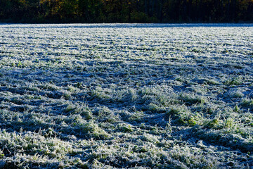 Frost-bitten meadow.
