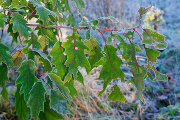 Frost-bitten leaves of a red oak.
