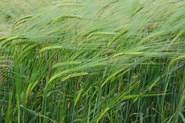 Lush Green Barley Field with Ripe Ears Swaying in the Breeze