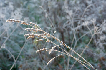 Frost-bitten meadow.