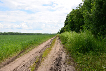 Dirt Road Through Green Fields and Forest Under a Cloudy Sky copy space