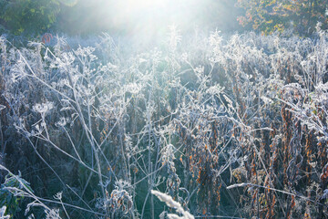 Frost-bitten meadow.