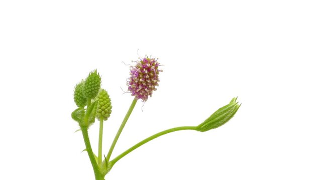 Time lapse of growing and blooming mimosa pudica plant