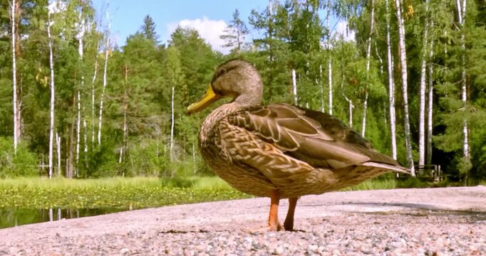 Closeup of female common mallard in sunny summer weather, Ollilanlampi, Kerava, Finland.