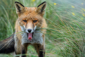 Red fox in the grass, making facess