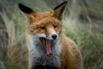 Red fox in the wild, yawning