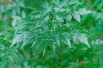 密生して茂るセンダン（ニーム）の鮮やかな緑色の葉