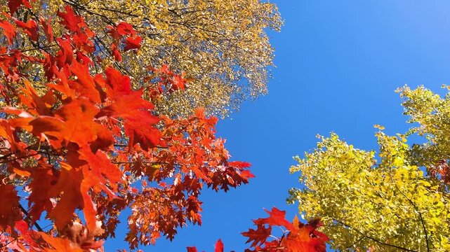 Treetops with yellow birch and poplar leaves, red quercus rubra (northern red oak) leaves sway in the gusts of windagainst a bright blue sky. Video footage from a low angle. The carousel effect.