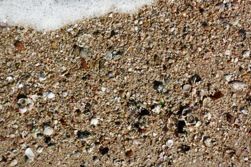 Closeup of sand beach covered with broken shells and coral fragments.