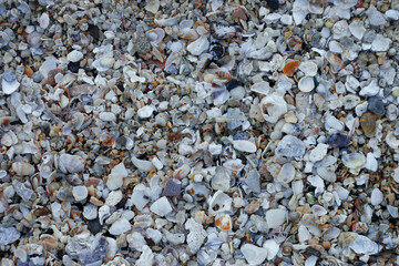 Closeup of sand beach covered with broken shells and coral fragments.