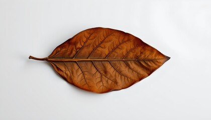 An illustration of a leaf with a stem on a white background, which is split horizontally by a grey strip in the center.